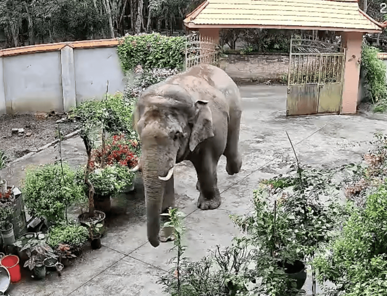 监拍云南勐腊野生大象闯入居民家，顶开铁门后院中散步，野保：如有损失，有专门保险