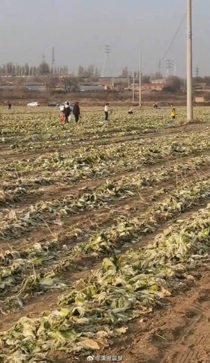 网民反映“因白菜免费视频,致使自己的白菜被他人采收”,官方通报:已成立联合调查组