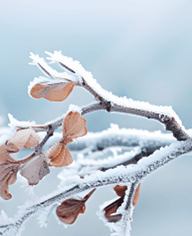 真的会下雪吗？
