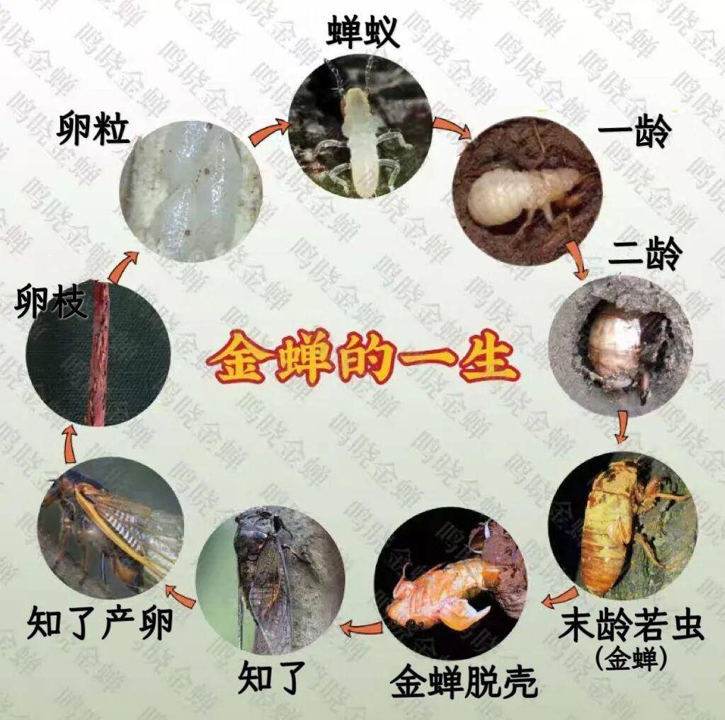 很多山东人竟然不知道？！知了和知了猴不是一种东西！快问问你身边的年轻朋友